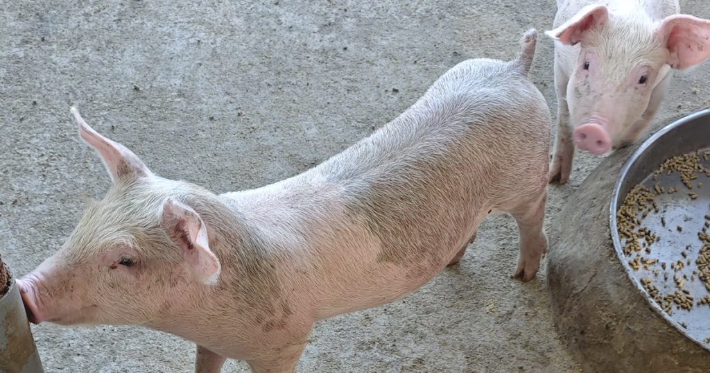 Đàn lợn con đứng quanh máng cám trên nền chuồng xi măng