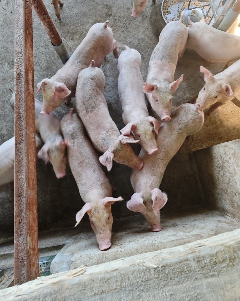 Đàn lợn con sau cai sữa tranh nhau ăn quanh máng cám trong chuồng nuôi nông hộ