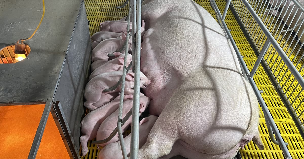 CHĂM SÓC LỢN CON SAU SINH: 4 VIỆC TRONG 6 GIỜ VÀNG ĐẦU ĐỜI QUYẾT CẢ Ổ SỐNG HAY CHẾT