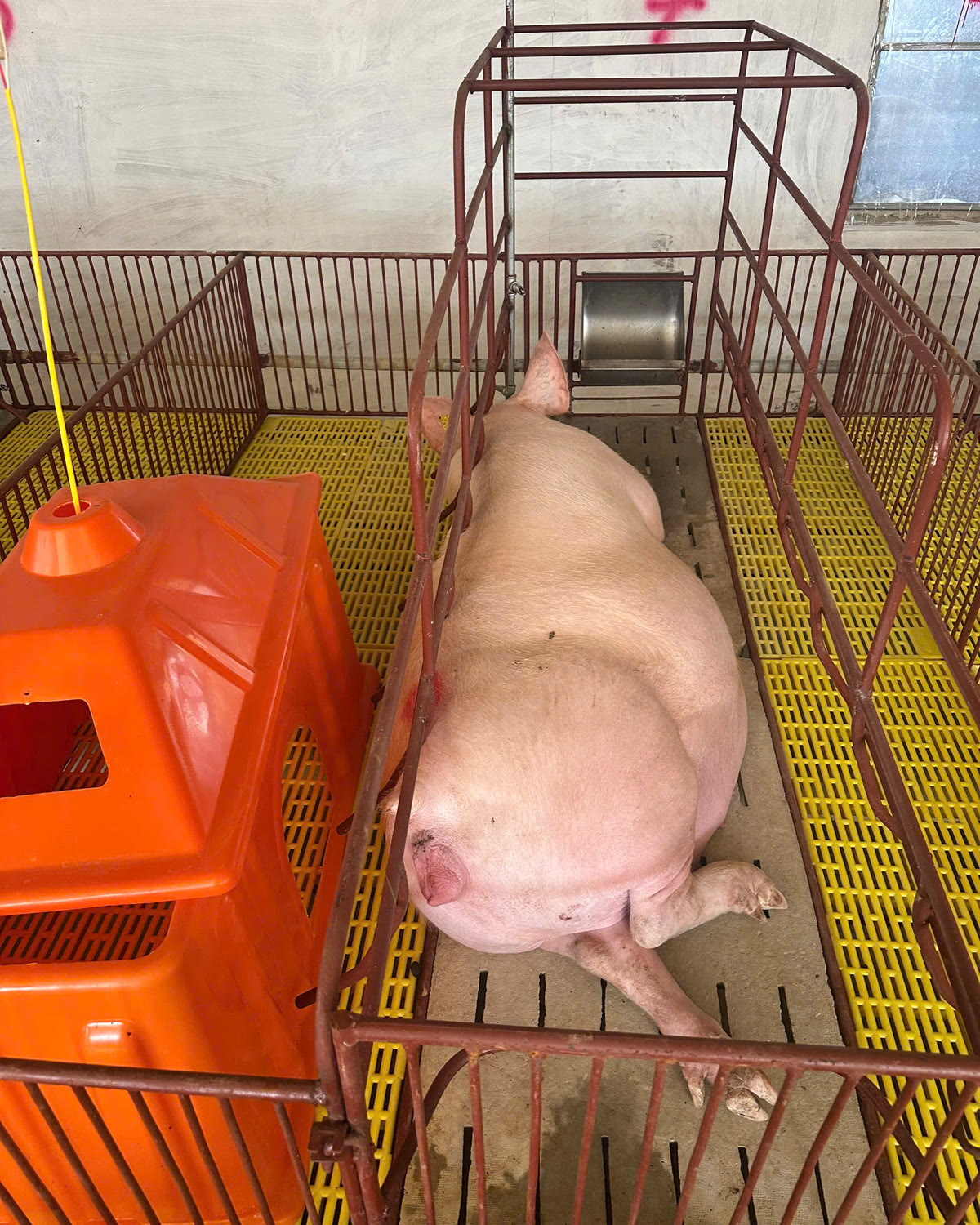 Lợn nái sắp đẻ nằm trong khung đẻ chuồng sạch