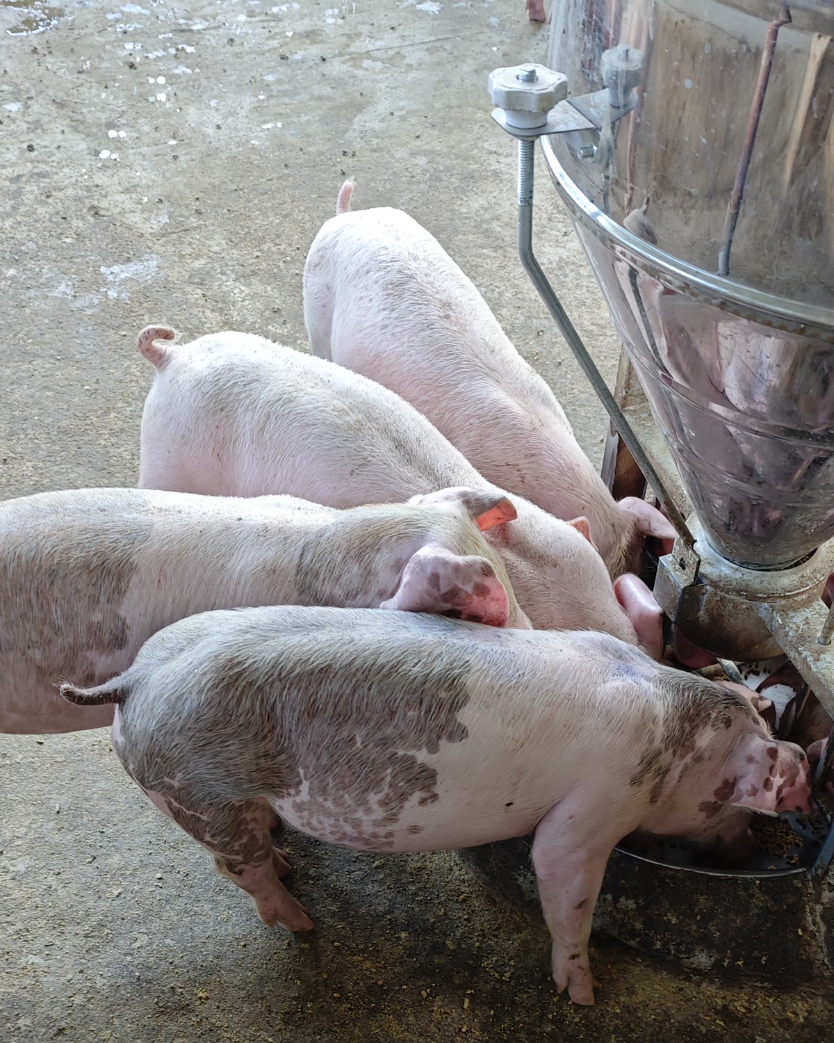 Lợn thịt ăn ở máng cám tự động trong chuồng nuôi
