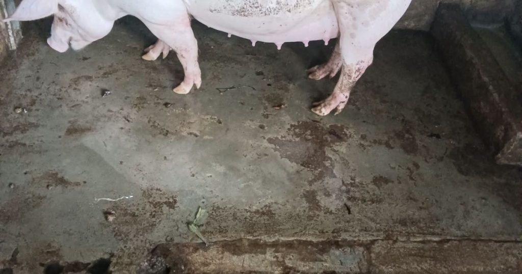Nái chửa tháng cuối bụng to đứng trong chuồng quê