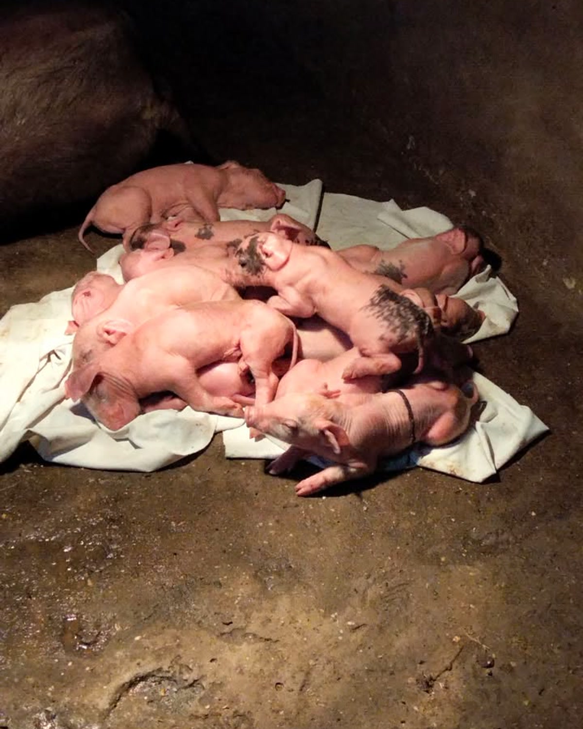 Đàn lợn con sau cai đứng ăn quanh máng cám trong chuồng