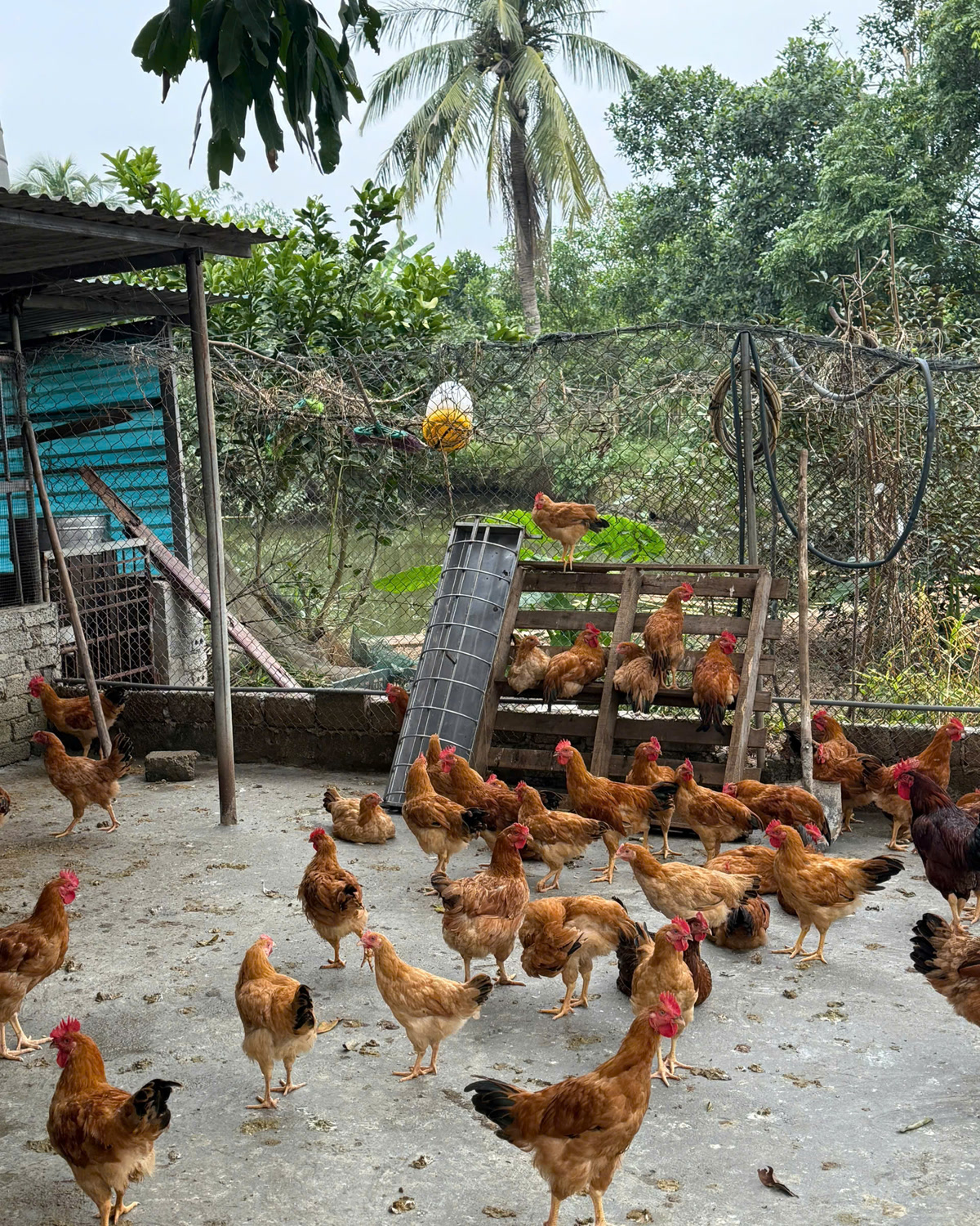 Gà thả vườn ở chuồng thông thoáng, nền khô ráo — môi trường sạch khô giúp đàn ít nhiễm cầu trùng