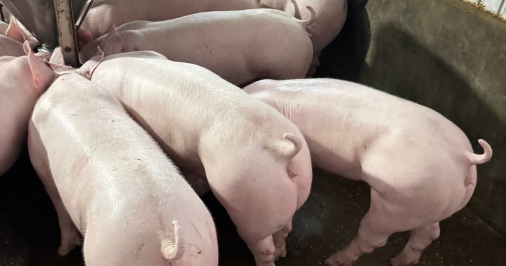 Đàn lợn thịt khỏe mạnh da lông mượt đứng ăn quanh máng