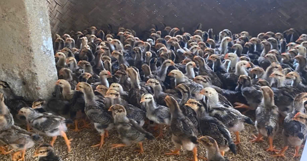 Đàn gà con nuôi đông trên nền trấu — gà con là nhóm dễ dính cầu trùng nhất, nhất là khi nền chuồng ẩm bết