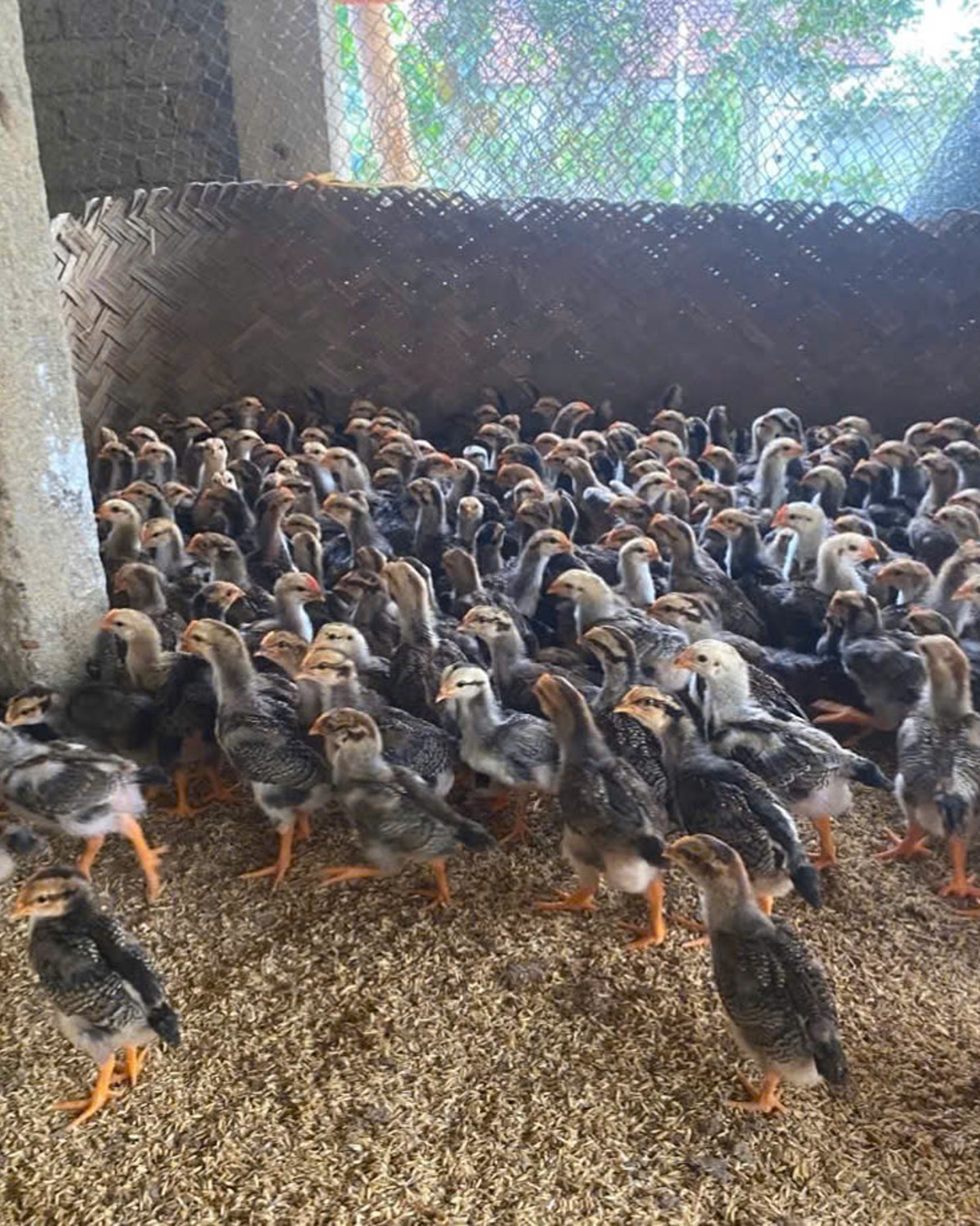 Đàn gà con nuôi mật độ đông trên nền trấu — nuôi chật, chuồng bí là điều kiện cho bệnh hen (CRD) bùng phát
