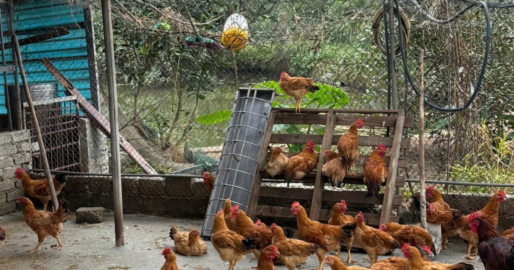 Đàn gà thả vườn khỏe mạnh trong sân nông hộ