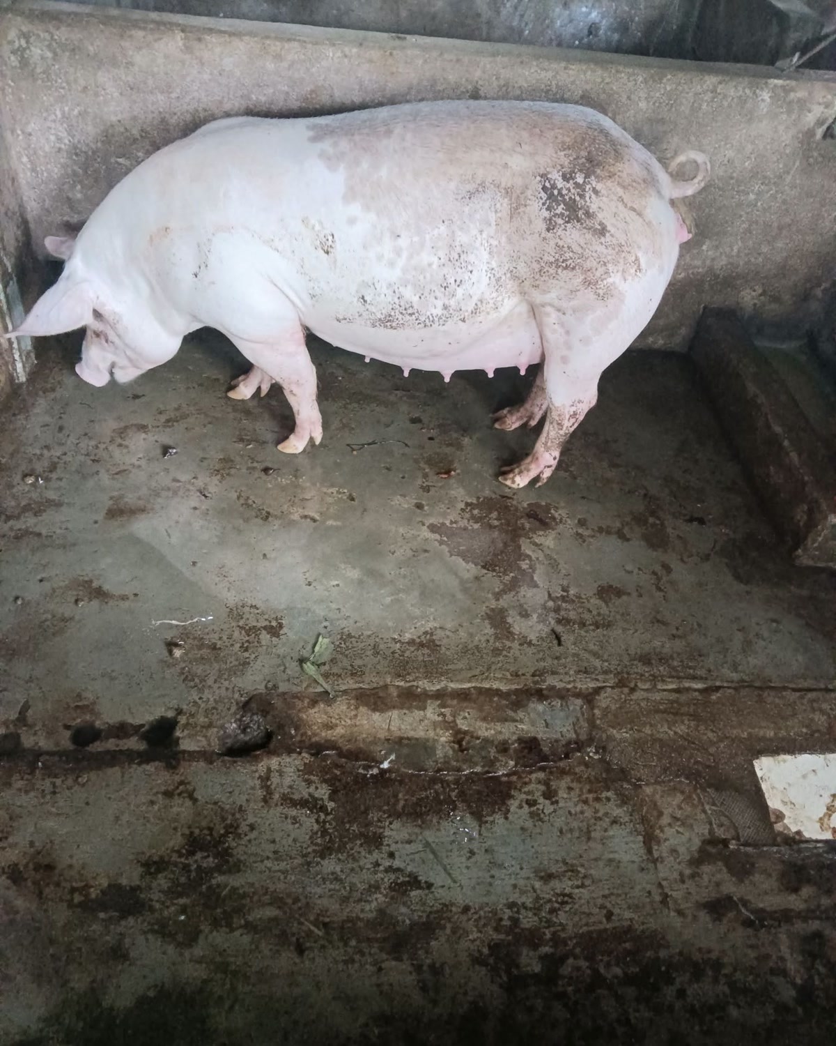 Lợn nái chửa bụng to trong chuồng nông hộ