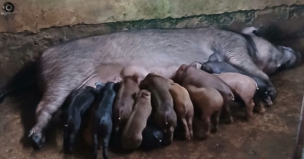 Nái đen nằm cho đàn con sơ sinh bú trong chuồng nông hộ