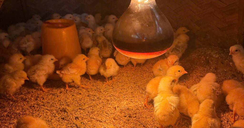 Đàn gà con dưới đèn úm hồng ngoại đỏ trên nền trấu trong quây úm